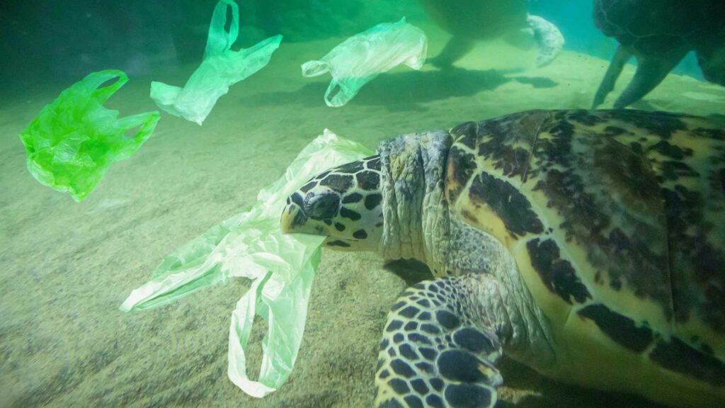 Schildkröte mit einem Plastiksack im Mund